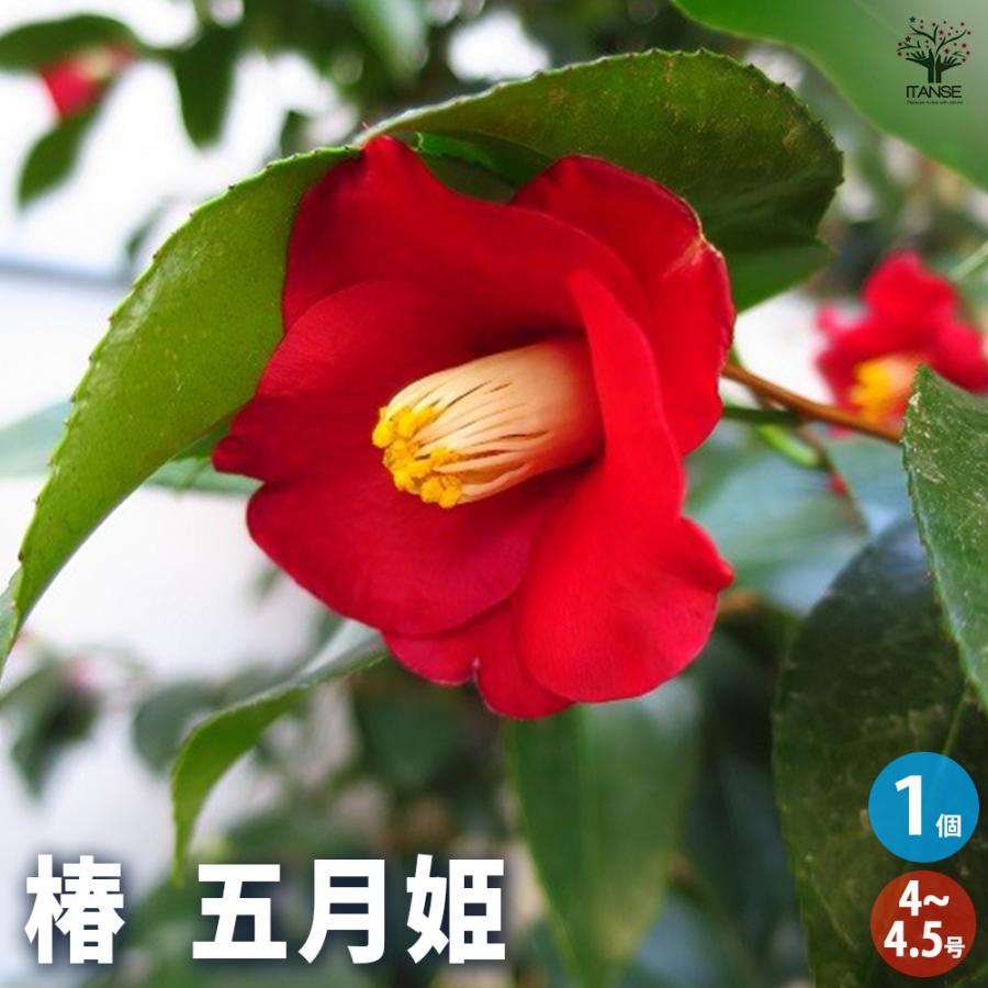 椿(ツバキ)の苗木 五月姫 花木苗 4〜4.5号/1個売り ツバキ苗 ツバキの