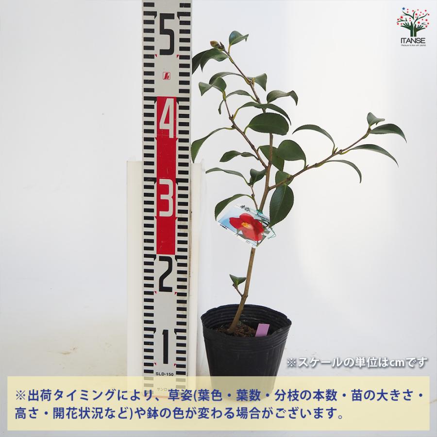椿(ツバキ)の苗木 五月姫 花木苗 4〜4.5号/1個売り ツバキ苗 ツバキの
