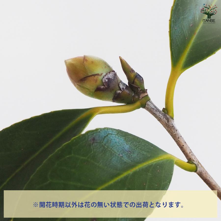 椿(ツバキ)の苗木 五月姫 花木苗 4〜4.5号/1個売り ツバキ苗 ツバキの