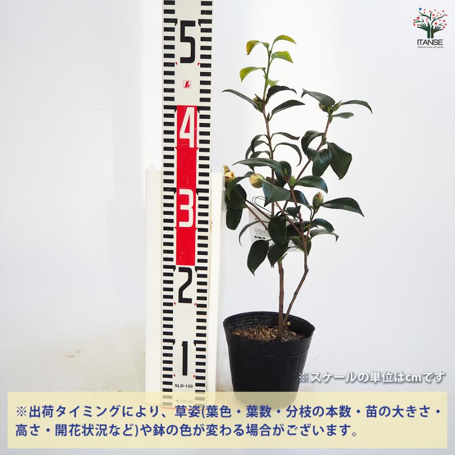 椿(ツバキ)の苗木 白卜伴 花木苗 4〜4.5号/1個売り ツバキ苗 ツバキの