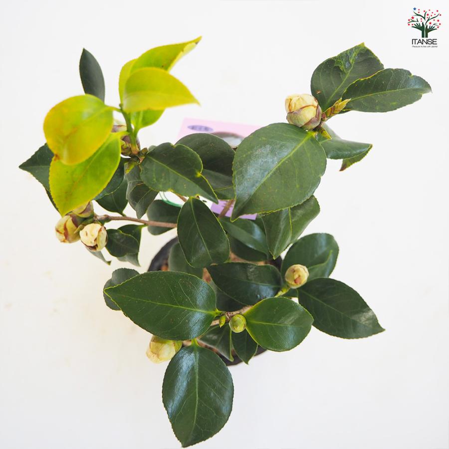 椿(ツバキ)の苗木 白卜伴 花木苗 4〜4.5号/1個売り ツバキ苗 ツバキの