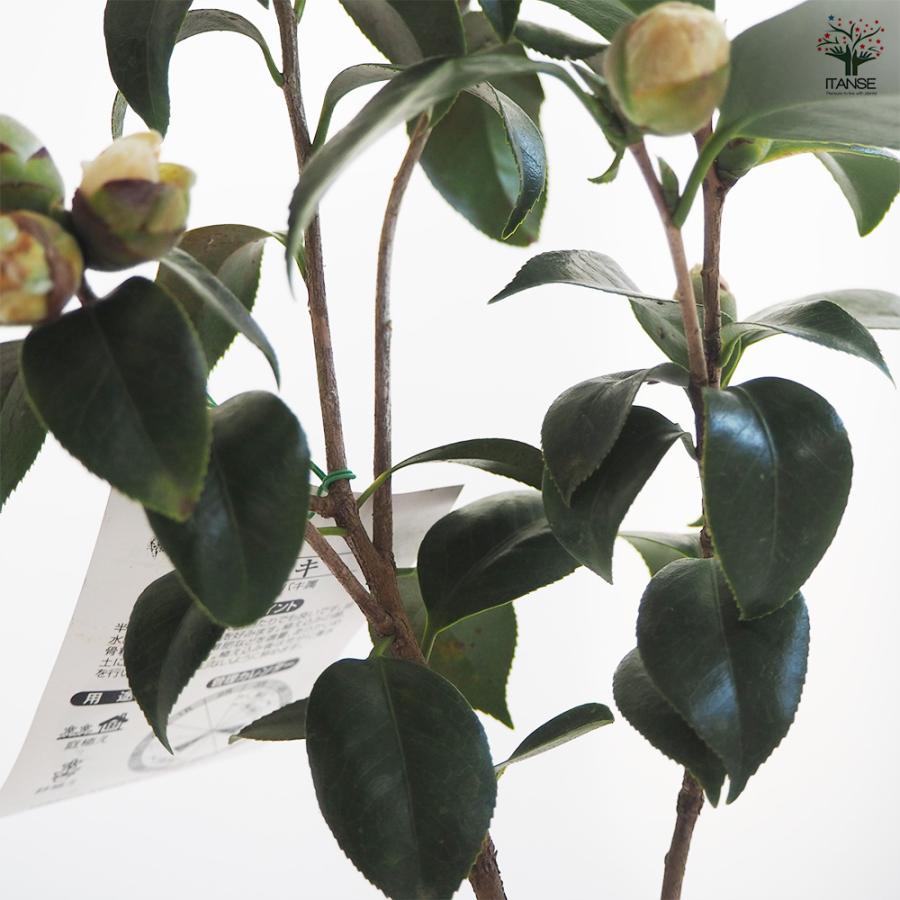 抜き苗　椿　白卜半 椿(ツバキ)の苗木 白卜伴 【花木苗 4～4.5号／1個売り】｜ 【植物の