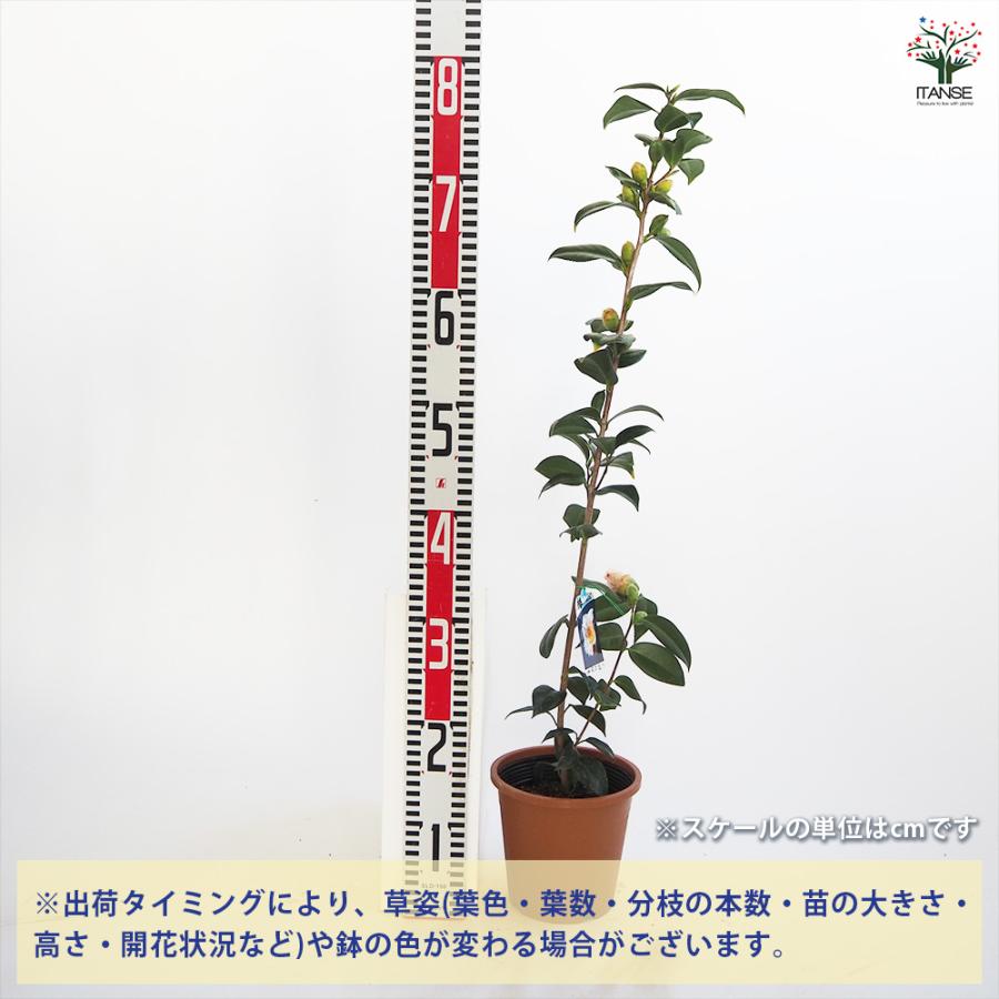 547 のこのこ様様赤葉ツツジ苗　6本、ギョリュウバイ1本 547 のこのこ様様赤葉ツツジ苗 6本、ギョリュウバイ1本