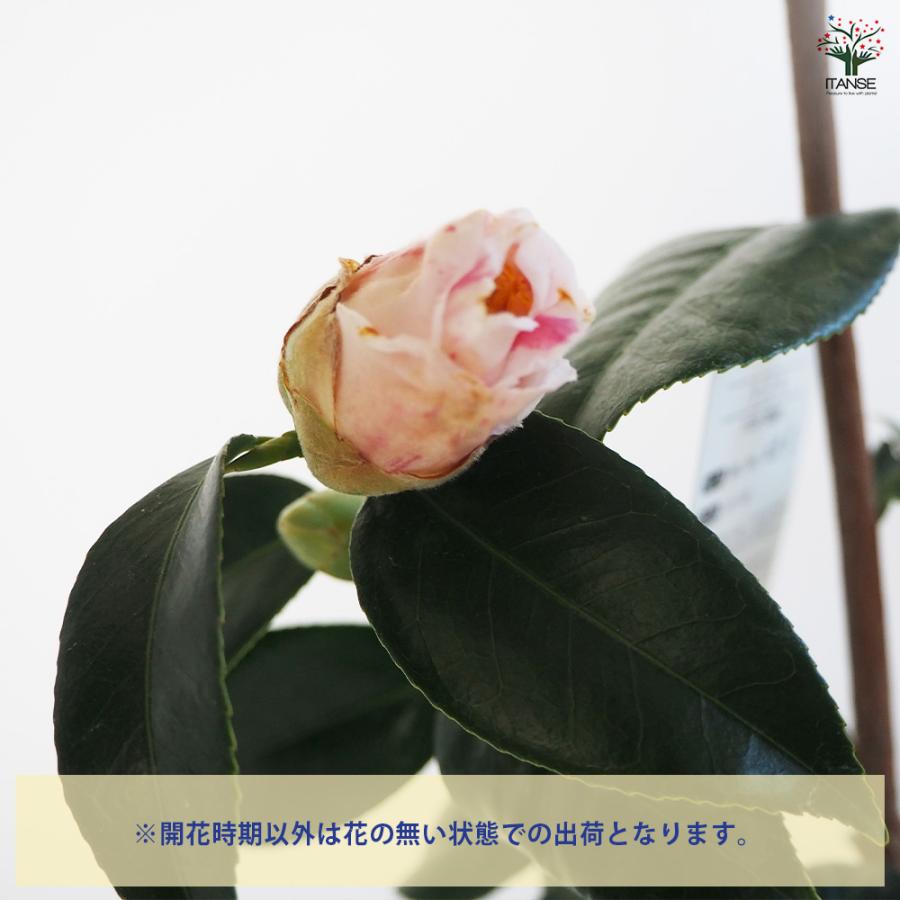 椿(ツバキ)の苗木 秋の山 Lサイズ 花木苗 5号/1個売り ツバキ苗 ツバキ