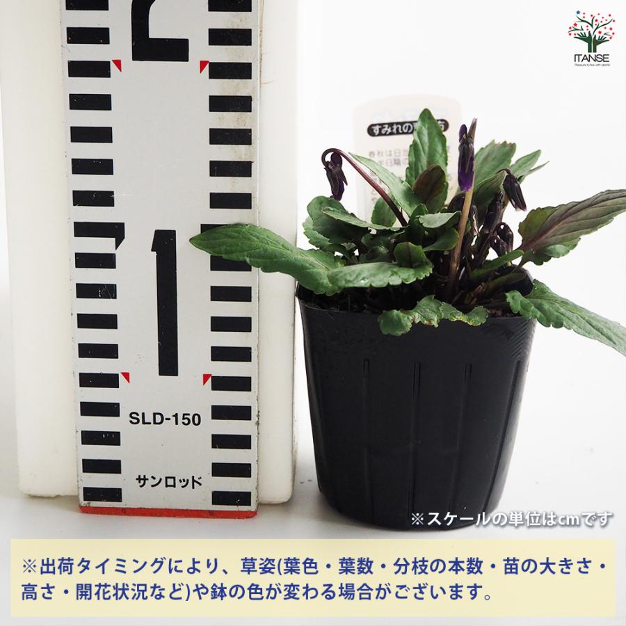 すみれの苗♡80サイズ すみれの苗♡80サイズ 【公式通販】
