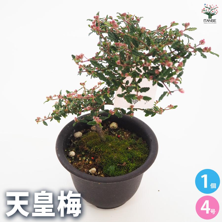 天皇梅 花木苗 4号/1個売り 花の種 花苗 花の苗 花木 植木 庭木