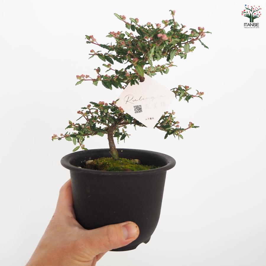 天皇梅 花木苗 4号/1個売り 花の種 花苗 花の苗 花木 植木 庭木