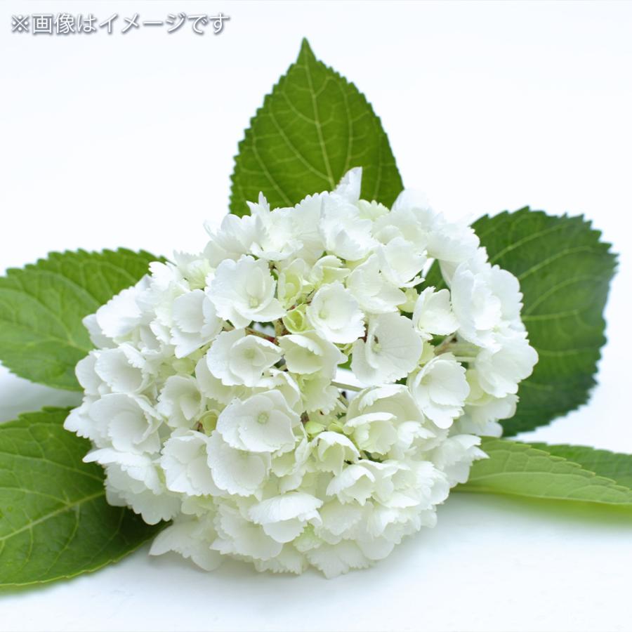 アジサイ シュガーホワイト 花木苗 3.5号/1個売り あじさい苗 アジサイ シュガーホワイト 花木苗 3.5号/1個売り あじさい苗