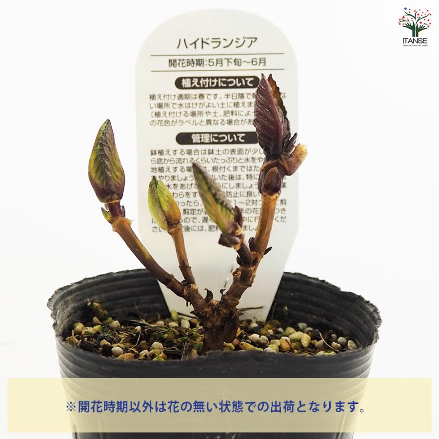 輸入アジサイ苗 5種セット！② 輸入アジサイ 苗 5種セット！② 花