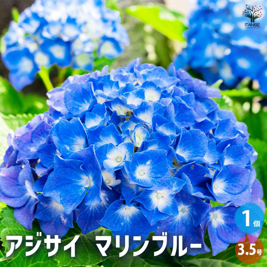 アジサイ マリンブルー 花木苗 3.5号/1個売り あじさい苗 あじさい