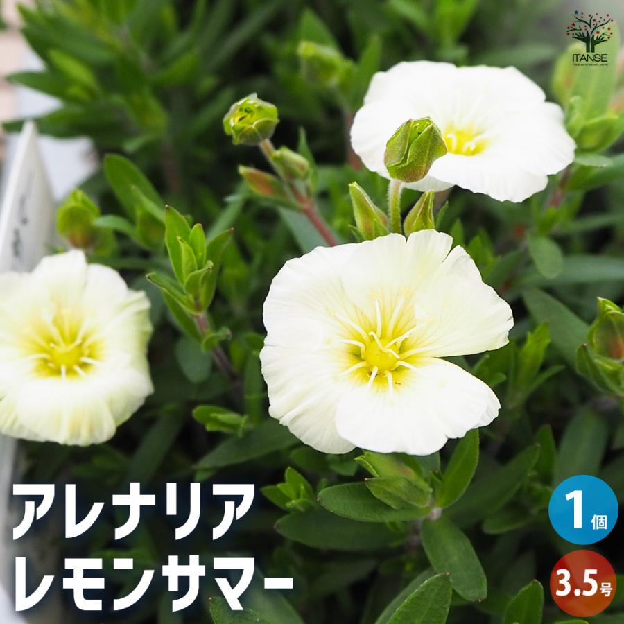 アレナリア　レモンサマー　3.5寸苗 アレナリア レモンサマー 花苗 3.5号/1個売り 夏 寄植え 寄せ植え 球根
