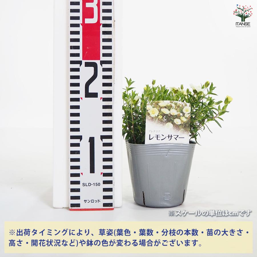 アレナリア レモンサマー 花苗 3.5号/1個売り 夏 寄植え 寄せ植え 球根