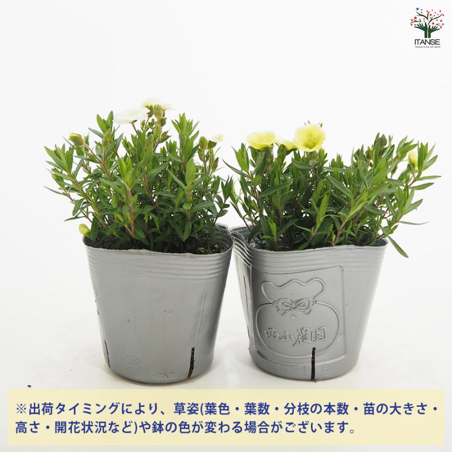 アレナリア レモンサマー 花苗 3.5号/1個売り 夏 寄植え 寄せ植え 球根