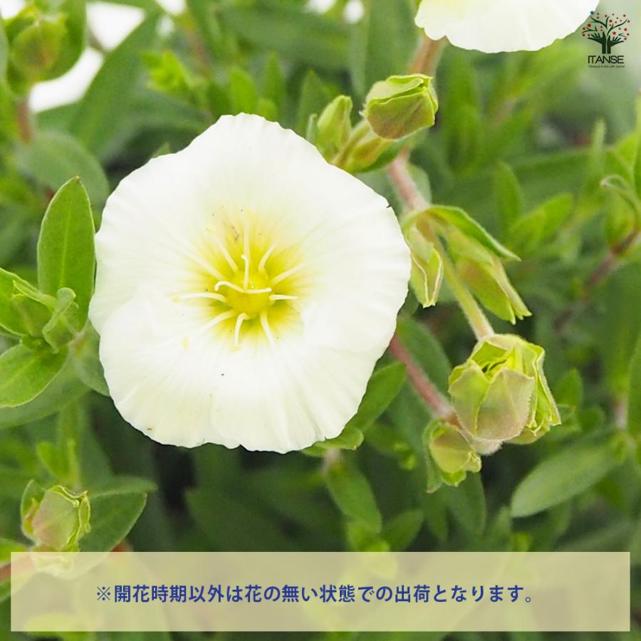 アレナリア レモンサマー 花苗 3.5号/1個売り 夏 寄植え 寄せ植え 球根