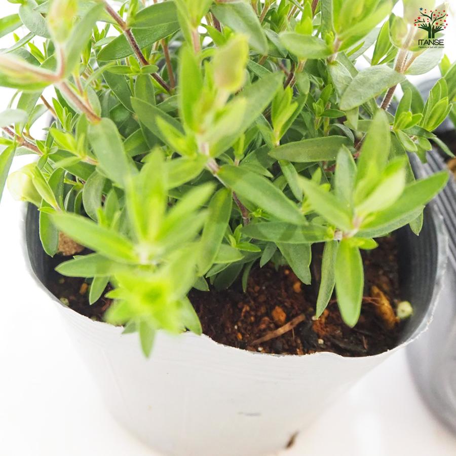 アレナリア レモンサマー 花苗 3.5号/1個売り 夏 寄植え 寄せ植え 球根