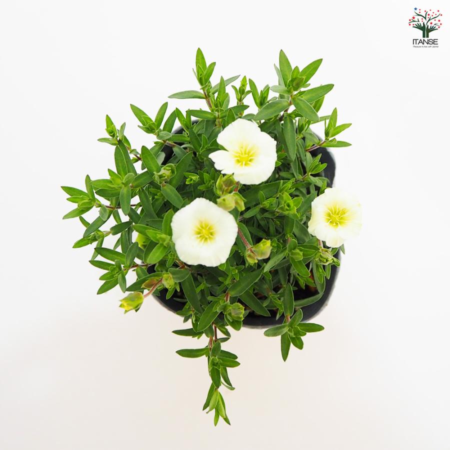 アレナリア　レモンサマー　3.5寸苗 アレナリア レモンサマー 花苗 3.5号/1個売り 夏 寄植え 寄せ植え 球根
