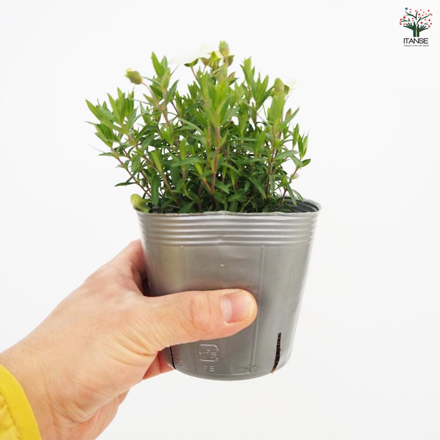 アレナリア レモンサマー 花苗 3.5号/1個売り 夏 寄植え 寄せ植え 球根