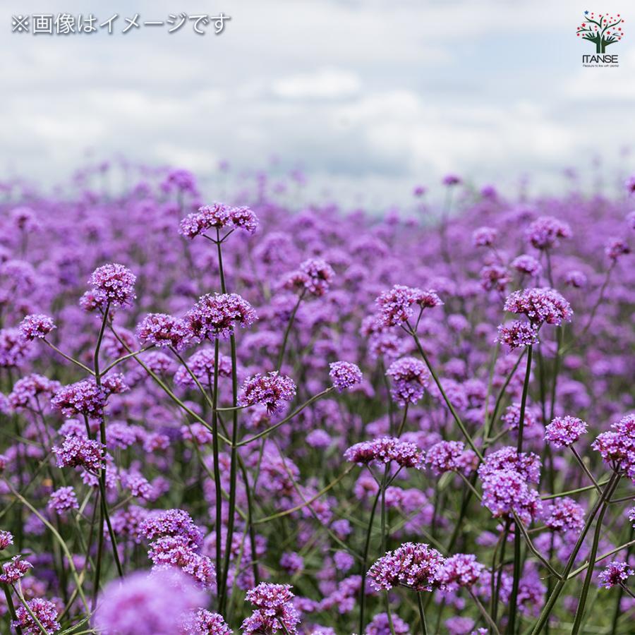 三尺バーベナ(ボナリエンシス) 花苗 3.5号/1個売り 耐寒性多年草