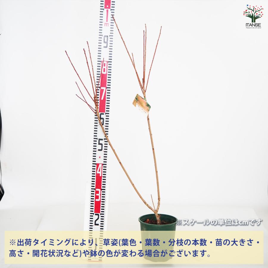 スモークツリー グレース 花木苗 6号/1個売り 煙の木 ケムリノキ