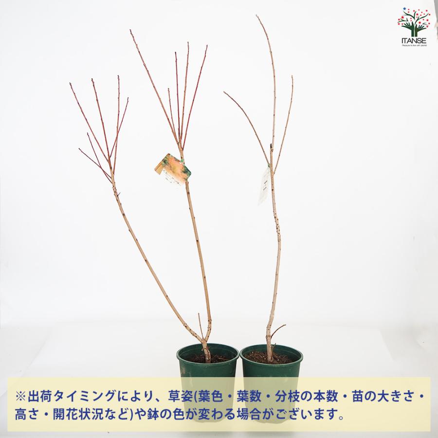 スモークツリー グレース 花木苗 6号/1個売り 煙の木 ケムリノキ