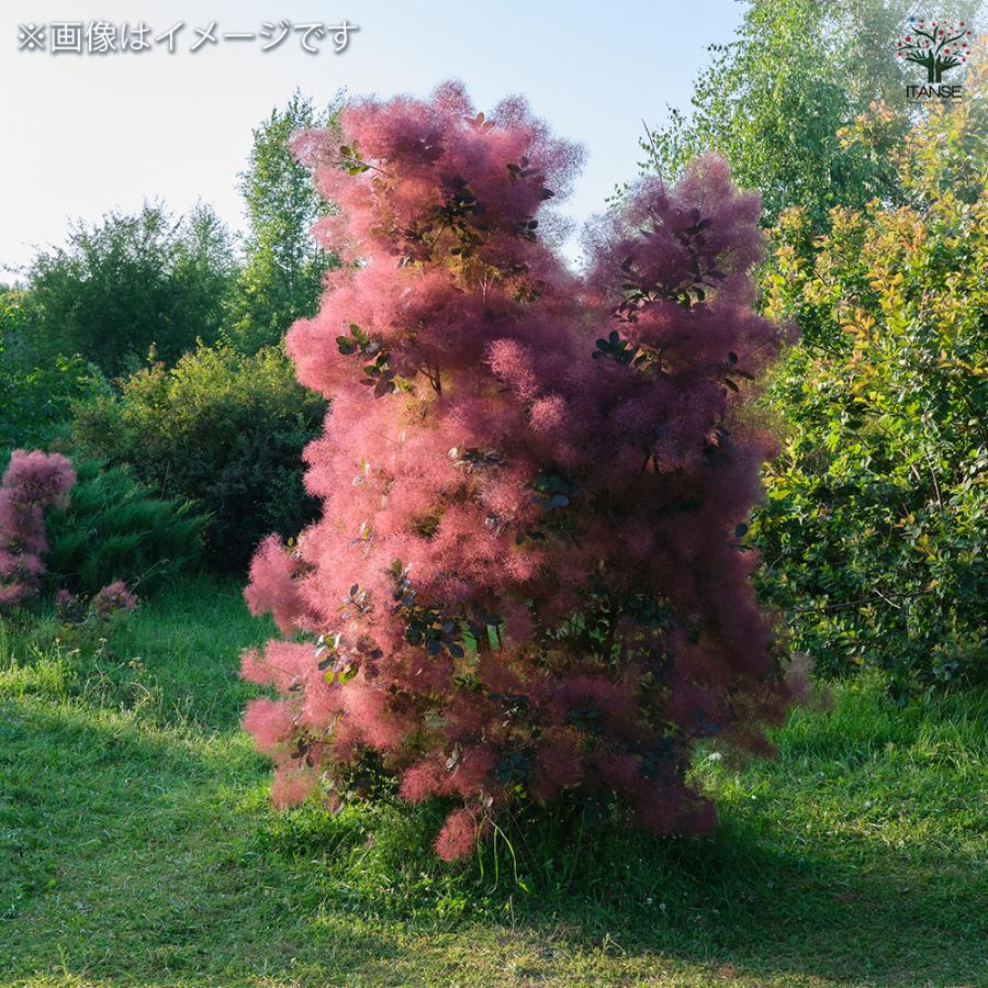 スモークツリー グレース 花木苗 6号/1個売り 煙の木 ケムリノキ