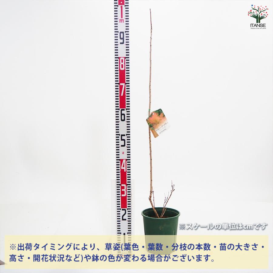 スモークツリー ルブリフォリウス 花木苗 6号/1個売り 煙の木