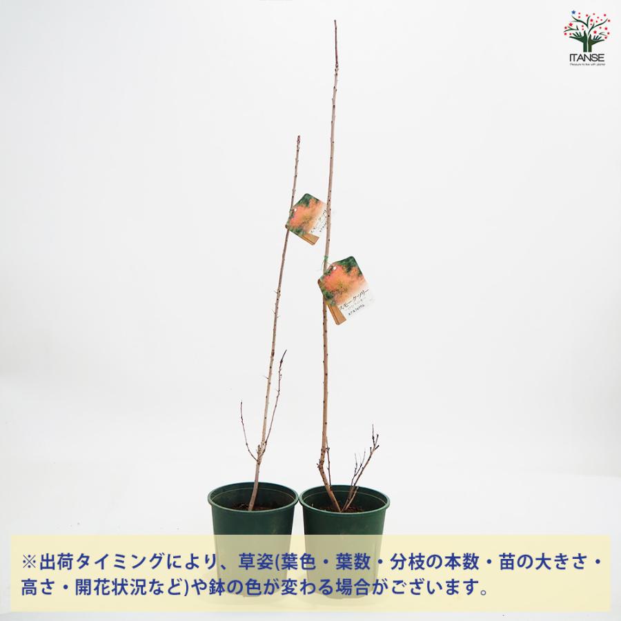 大株　スモークツリー　ルブリフォリウス　雌株　煙の木　挿し木　苗木　花木　47 スモークツリー：ルブリフォリウス | nae-ya｜herbal tree shop