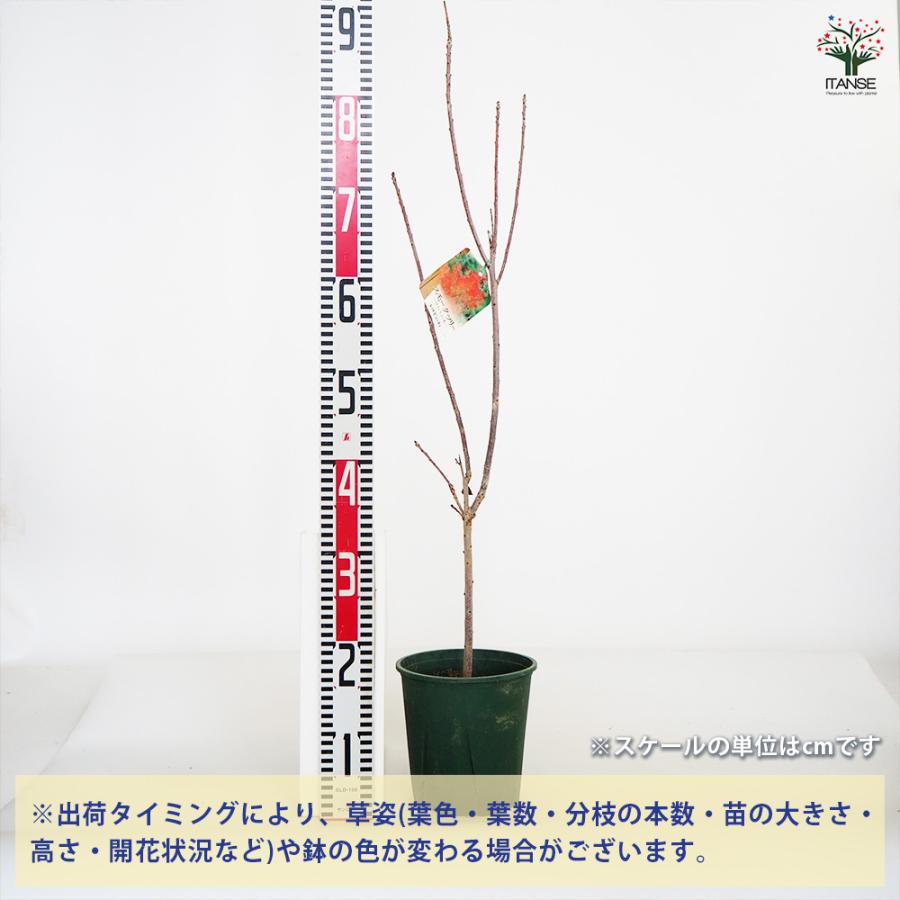 スモークツリー レッドビューティ 花木苗 6号/1個売り 煙の木