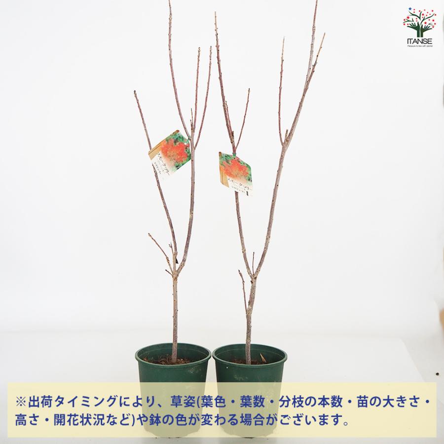 スモークツリー レッドビューティ 花木苗 6号/1個売り 煙の木