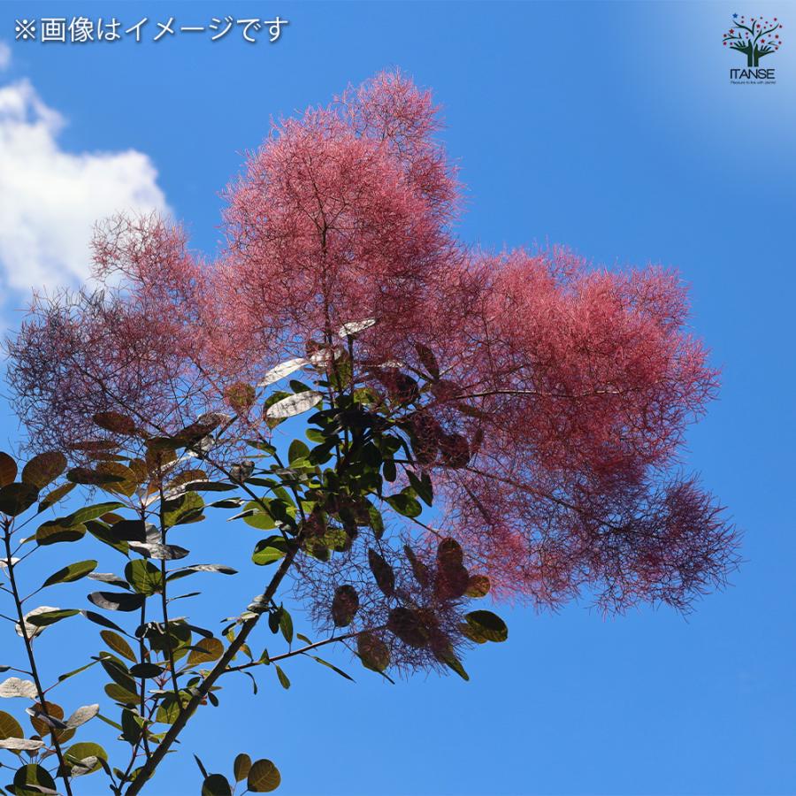スモークツリー レッドビューティー　花芽付き スモークツリー レッドビューティ 花木苗 6号/1個売り 煙の木
