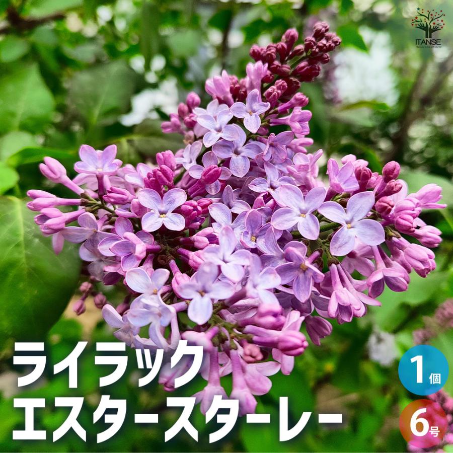 ライラック エスタースターレー 花木苗 6号/1個売り 花木 園芸品種