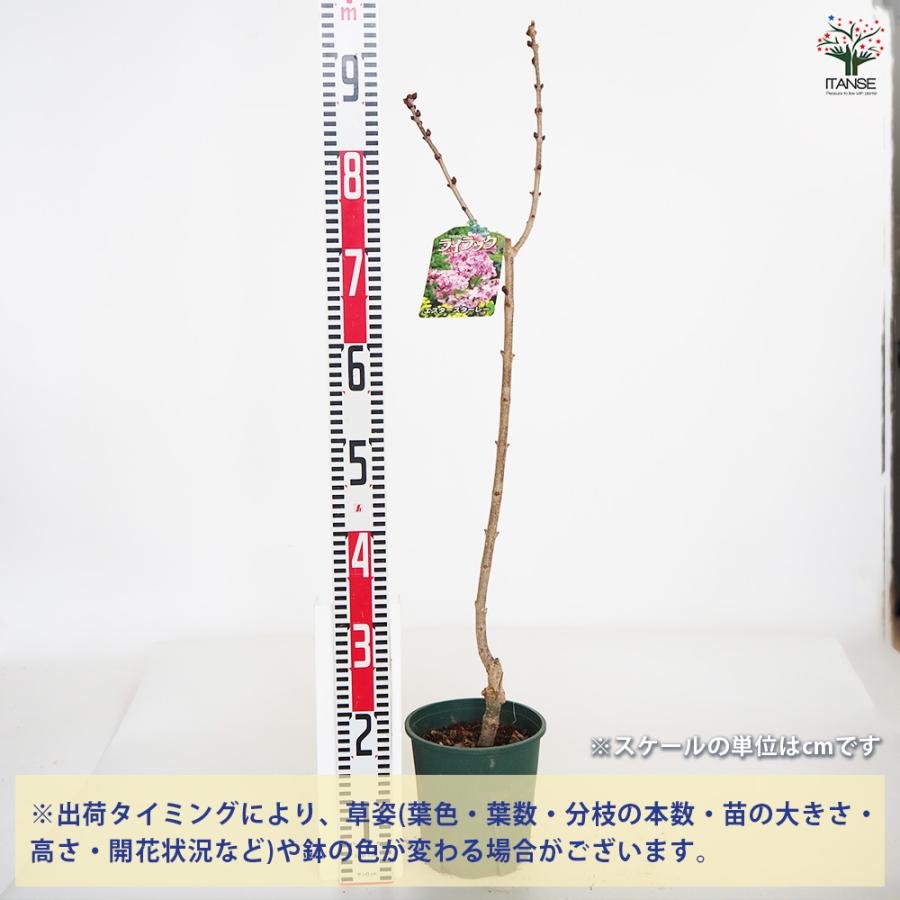 ライラック エスタースターレー 花木苗 6号/1個売り 花木 園芸品種