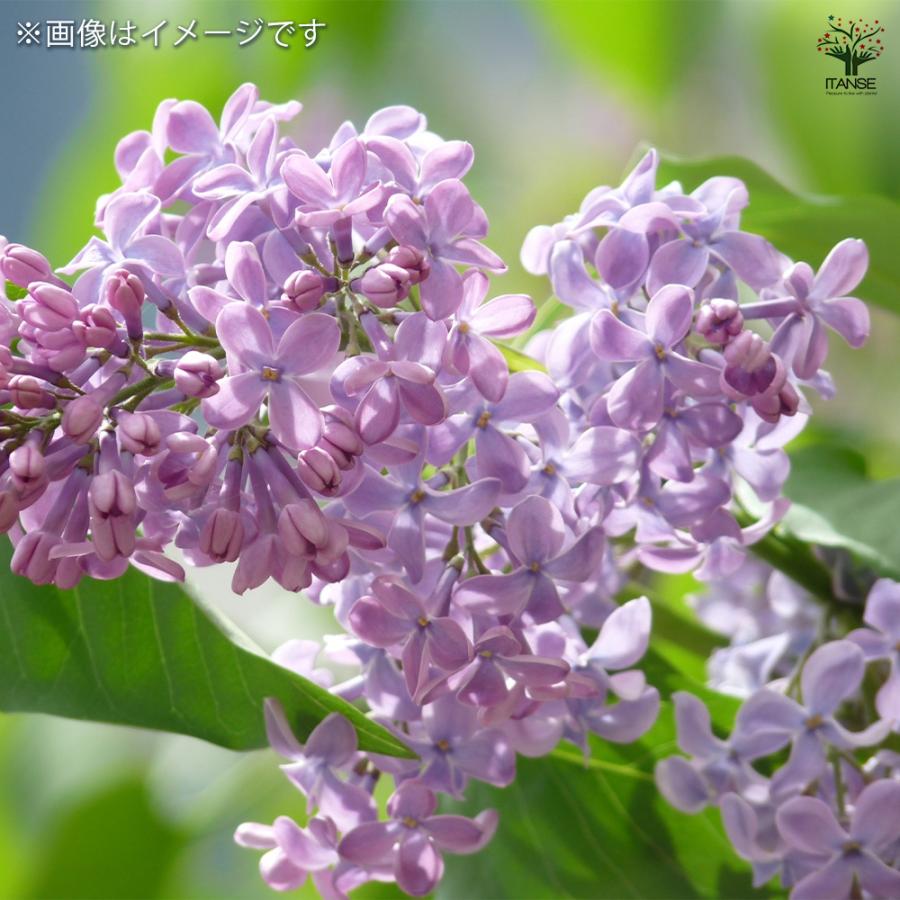 ライラック エスタースターレー 花木苗 6号/1個売り 花木 園芸品種