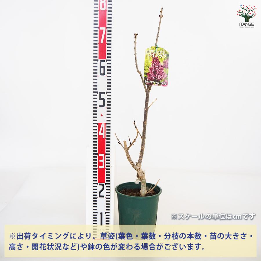 ライラック エドワードハーディング 花木苗 6号/1個売り 花木 園芸品種