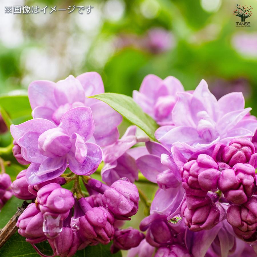 ライラック エドワードハーディング 花木苗 6号/1個売り 花木 園芸品種