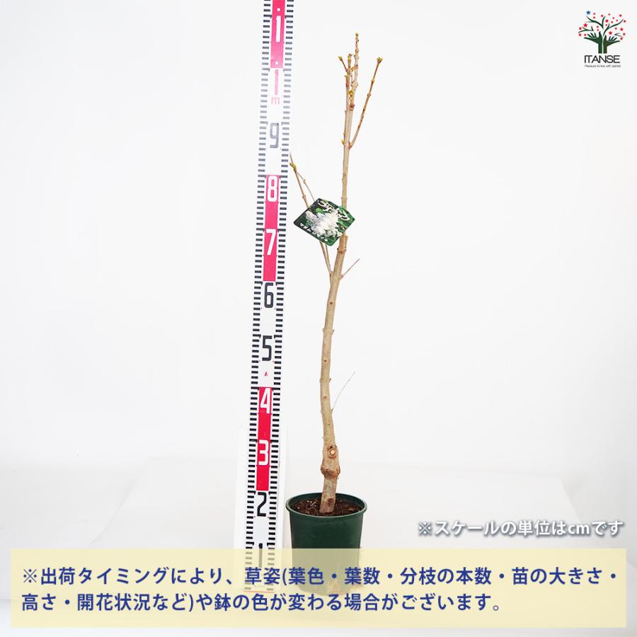 （掘り）ライラック・根付き若い苗木・10本・15~２０㌢13000円・注文後掘 ライラック マダムレモイネ 花木苗 6号/1個売り 花木 園芸品種 観賞用