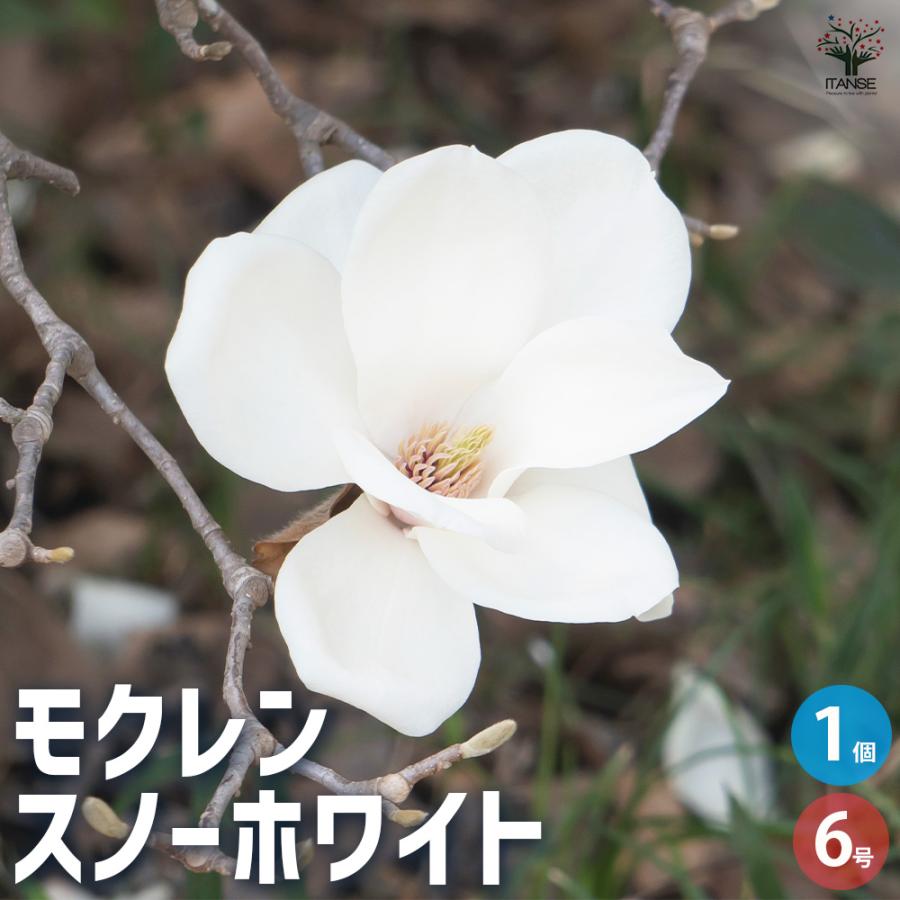 スノーホワイト 花木苗 6号/1個売り 木蓮 木蘭 落葉樹 生け垣 生垣