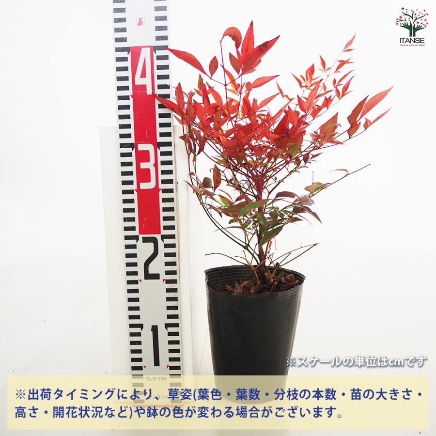 南天 ドワーフ南天 グリフストリーム 花木苗 4.5号/1個売り なんてん