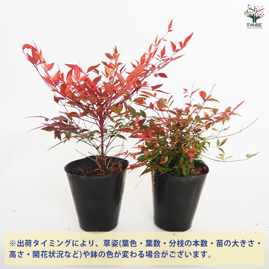 南天 ドワーフ南天 グリフストリーム 花木苗 4.5号/1個売り なんてん