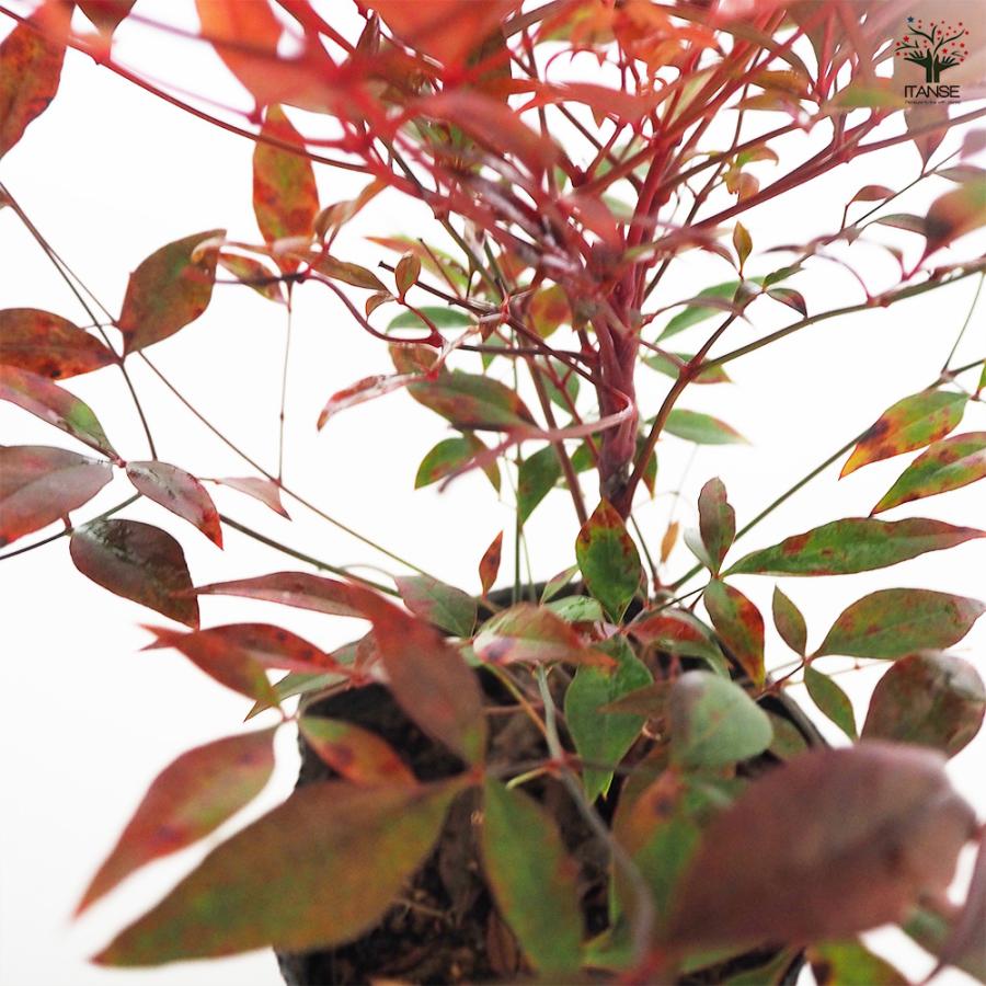 南天 ドワーフ南天 グリフストリーム 花木苗 4.5号/1個売り なんてん