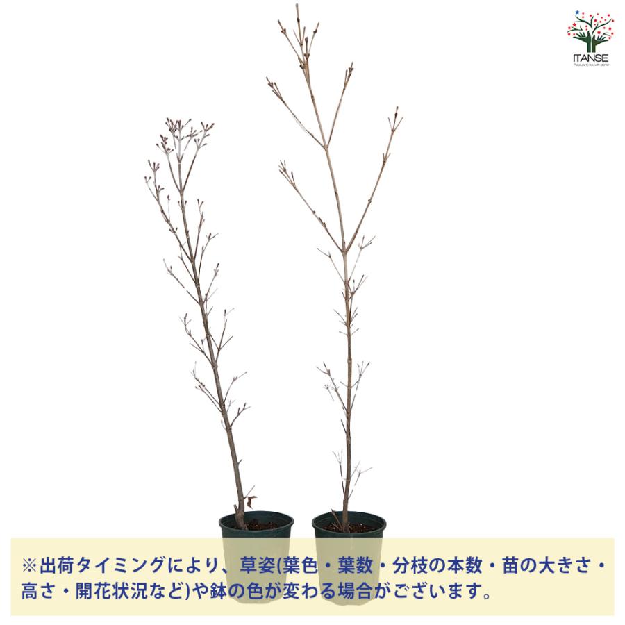 ヤマボウシ ミルキーウェイ 花木苗 6号/1個売り ヤマボウシ苗