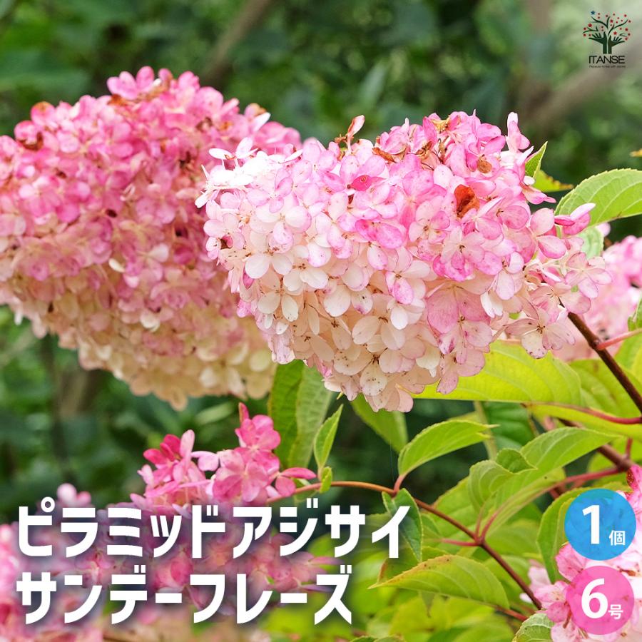 アジサイ ピラミッドアジサイ サンデーフレイズ 花木苗 6号/1個売り