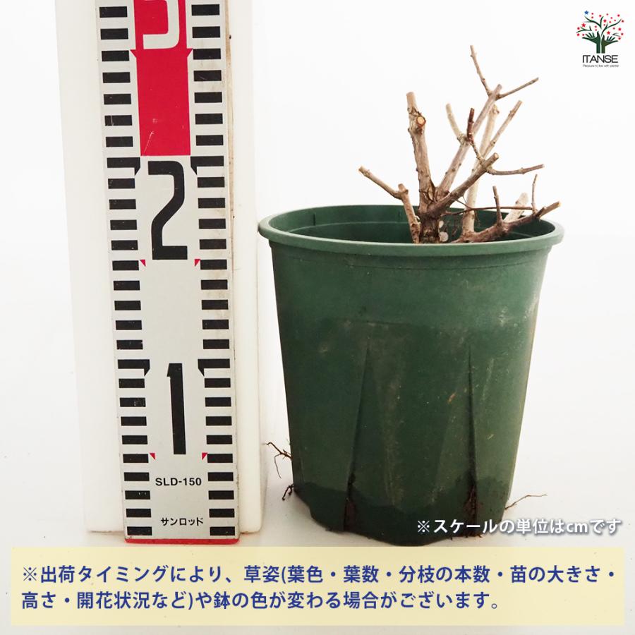 あじさい 楽天市場】【現品】【開花株】アジサイ（紫陽花・あじさい