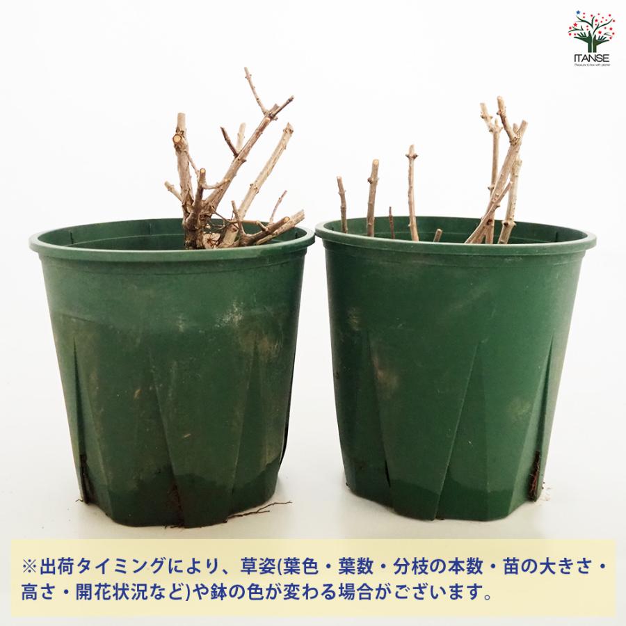 アジサイ ピラミッドアジサイ サンデーフレイズ 花木苗 6号/1個売り