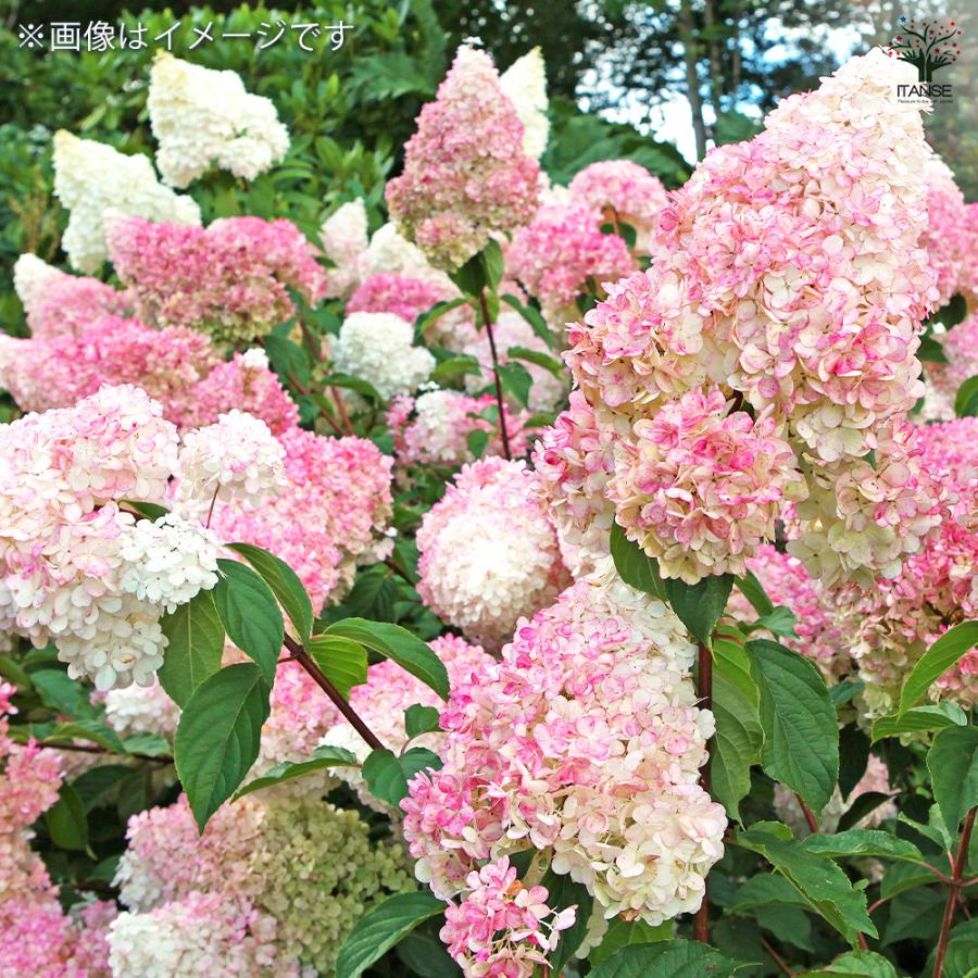 アジサイ ピラミッドアジサイ サンデーフレイズ 花木苗 6号/1個売り