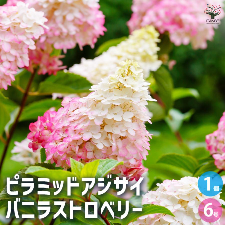アジサイ ピラミッドアジサイ バニラストロベリー 花木苗 6号/1個売り
