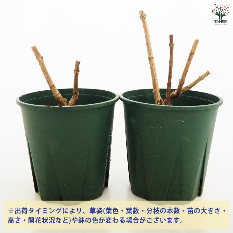 アジサイ ピラミッドアジサイ バニラストロベリー 花木苗 6号/1個売り