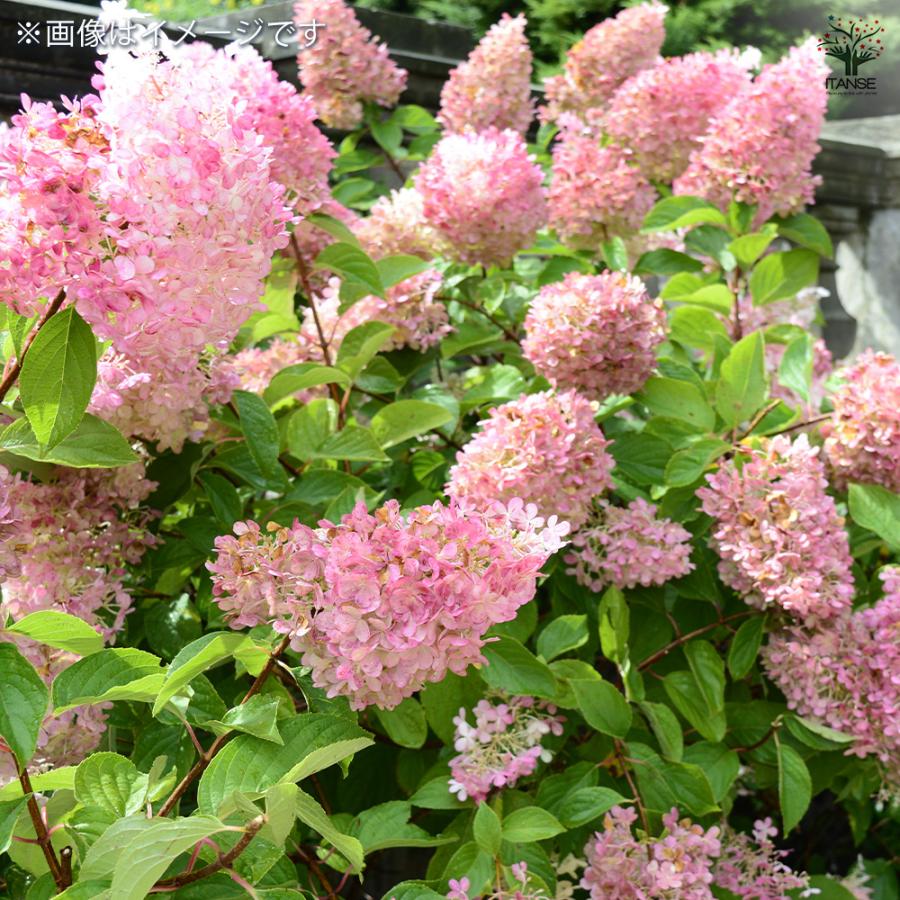 アジサイ ピラミッドアジサイ バニラストロベリー 花木苗 6号/1個売り