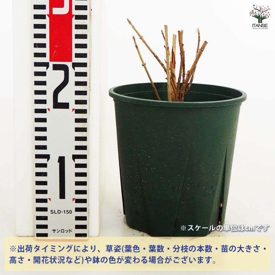 アジサイ ピンクアナベル ピンカーベル 花木苗 6号/1個売り あじさい苗