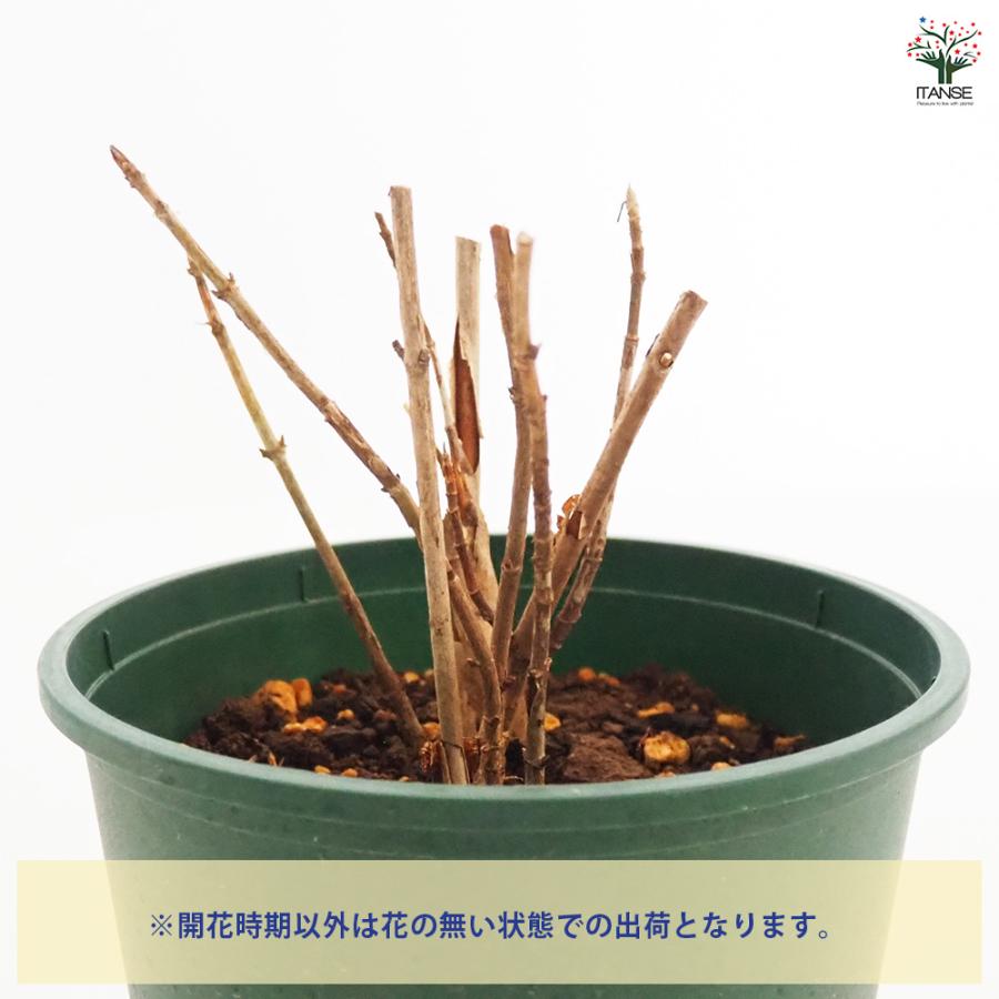アジサイ ピンクアナベル ピンカーベル 花木苗 6号/1個売り あじさい苗